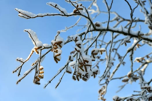 snow-covered branch in beautiful winter weather