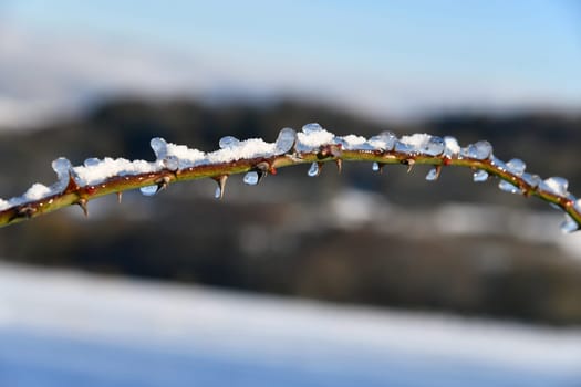 snow-covered branch in beautiful winter weather