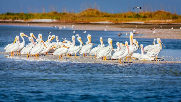 A group of pelicans by the beach in Fort DeSoto County Park in St. Petersburg, Florida.