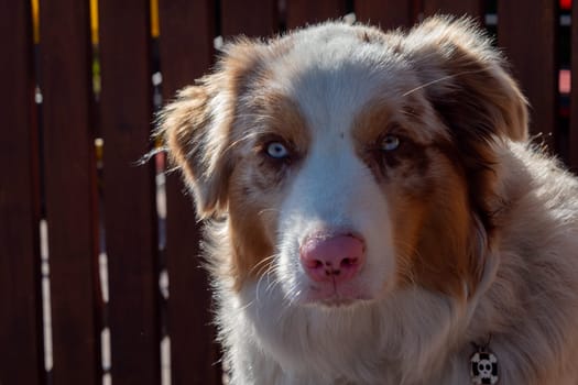 an Australian Shepherd dog portrait outdoors