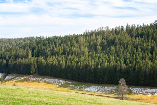 Black forest with conifer trees, landscape in Germany, snow in the spring, travel destination