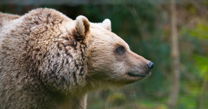 Brown bear in the forest, wildlife in the woodland, portrait of a grizzly, encounter with predator, animal in nature