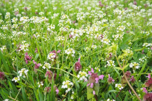 Lamium purpureum, red purple dead-nettle, purple archangel is annual herbaceous flowering plant. Flowers of shepherd's purse. Capsella bursa-pastoris in the mustard family Brassicaceae. Spring meadow.