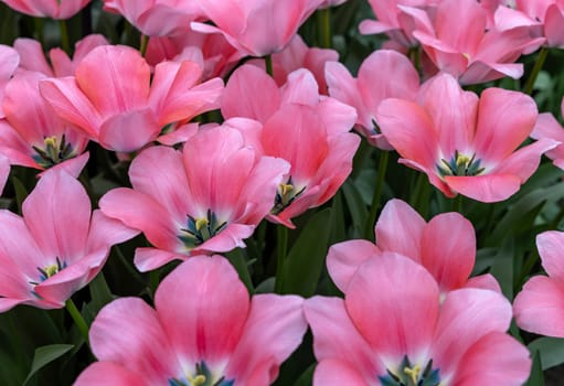 Pink tulip called Bella Blush, Darwinhybrid group. Tulips are divided into groups that are defined by their flower features