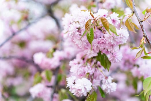 Close-up image of the beautiful soft pink Cherry Blossom of 'Prunus Kanzan' Japanese flowering cherry tree.