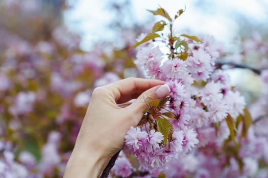 Female hand holding a flowering branch of Japanese cherry tree Prunus Kanzan in blooming garden in spring.