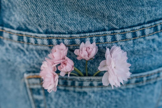 Delicate pink Japanese cherry blossoms sticking out of blue jeans pocket, selective focus, close up.