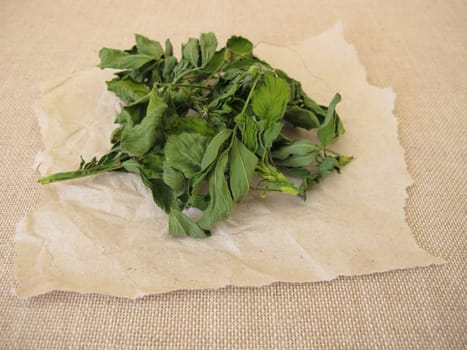 Dried alfalfa, lucern leaves on paper