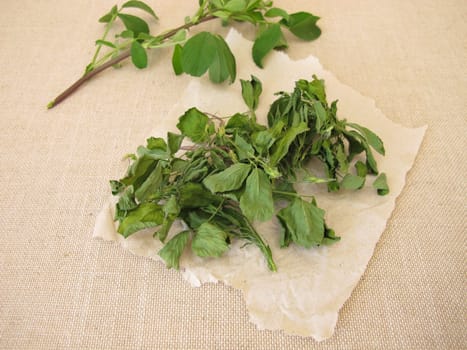 Dried alfalfa, lucern leaves on paper