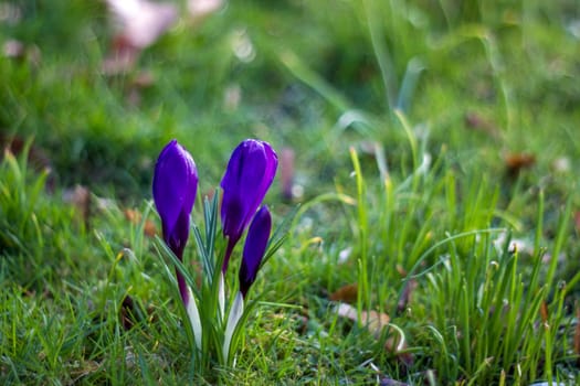 crocus flowers in the garden -  spring flowers - soft focus