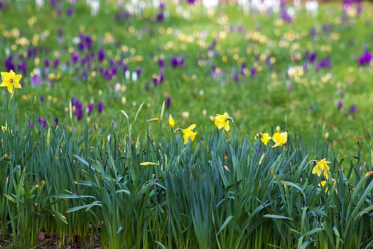 spring flowers in the garden -  narcissus and crocus - soft crocus