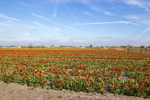 tulip field in the Netherlands - red and yellow tulips