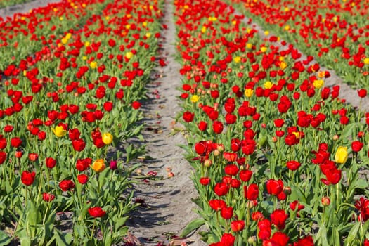 tulip field in the Netherlands - red and yellow tulips