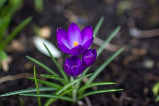 crocus flowers in the garden -  spring flowers - soft focus