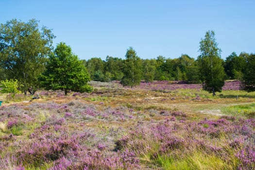 Heathland in National Park Maasduinen in the Netherlands