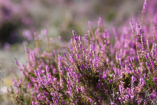 Blooming heather in National Park Maasduinen in the Netherlands
