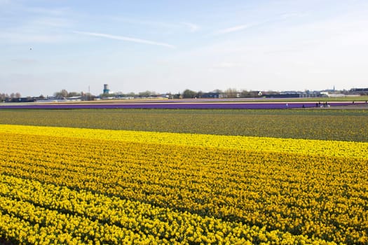 spring flowers field in the Netherlands - yellow narcissus