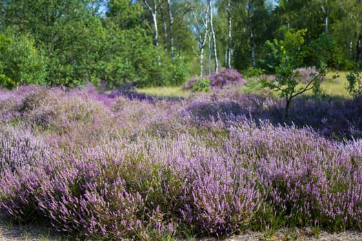 Heathland in National Park Maasduinen in the Netherlands