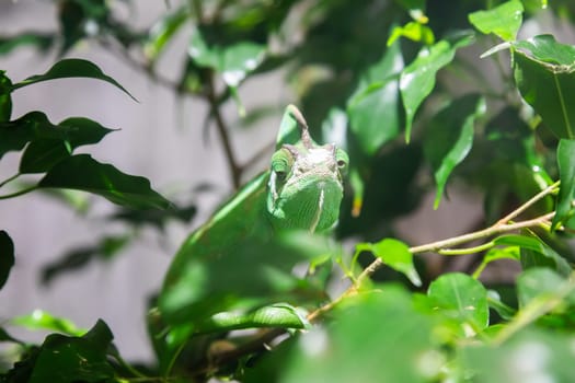 Green chameleon with jungle leafs. Natural portrait, exotic animal looking to the camera