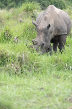 rhino in protected area in national park, Uganda