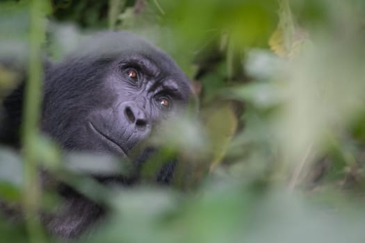 great silverback Mountain Gorilla, in the Bwindi National Park in Uganda.