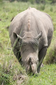 rhino in protected area in national park, Uganda