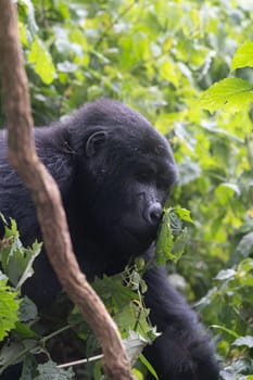 great silverback Mountain Gorilla, in the Bwindi National Park in Uganda.