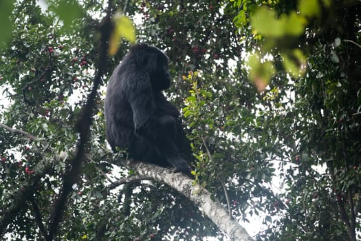 great silverback Mountain Gorilla, in the Bwindi National Park in Uganda.