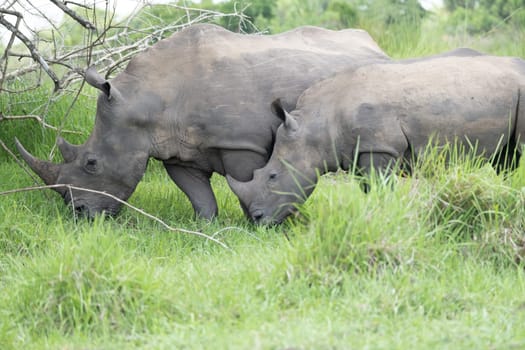 rhino in protected area in national park, Uganda