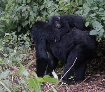 great silverback Mountain Gorilla, in the Bwindi National Park in Uganda.
