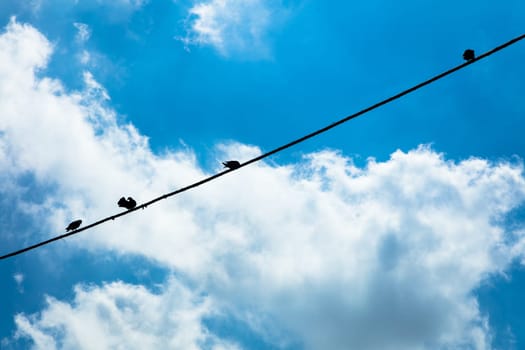 Birds hanging on a wire,Campania, Italy