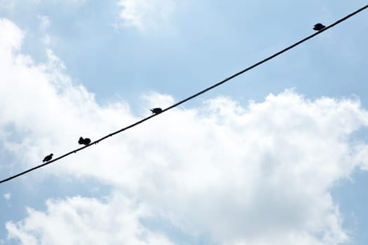 Birds hanging on a wire,Campania, Italy