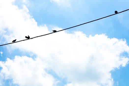 Birds hanging on a wire,Campania, Italy