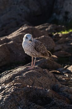 A seagull looking in the direction of the camera, perched on the rocks. Side light from the sunrise.