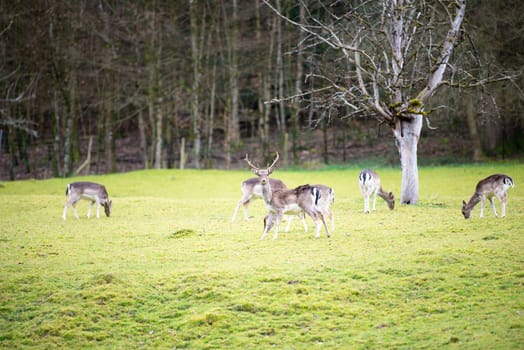 Red deer stag with antlers in spring, black forest in Germany, wildlife in the woodland