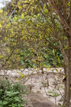 Coca plant,  detail in Lima, Peru