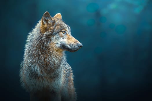 Sideways portrait of a Gray wolf - Canis Lupus - also known as timber wolf, in the forest