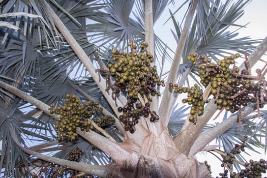 Bismarckpalme (Bismarckia nobilis) mit Fruchtstand, Gran Canaria, Kanarische Inseln, Spanien, Puerto Mogan
