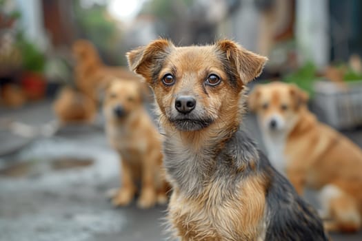 Homeless street dog on the road with other dogs, abandoned and unhappy, wet fur from the rain, stray pet