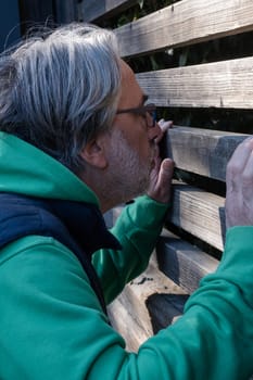 Mature adult with grey hair and beard trying to look from the wooden wall with spaces. A wall from wooden logs. Man dressed in green hoodie and blue vest. Peaking inside.
