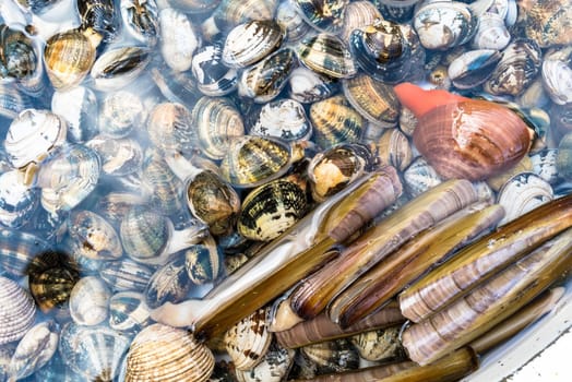 some fish at the  market. Napoli, Italy