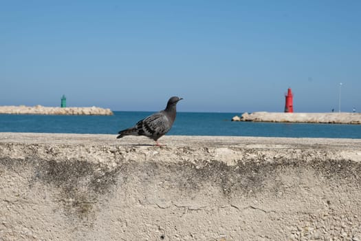 dove with the background of two lighthouses