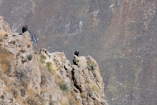 Condor flying above Colca canyon in Peru