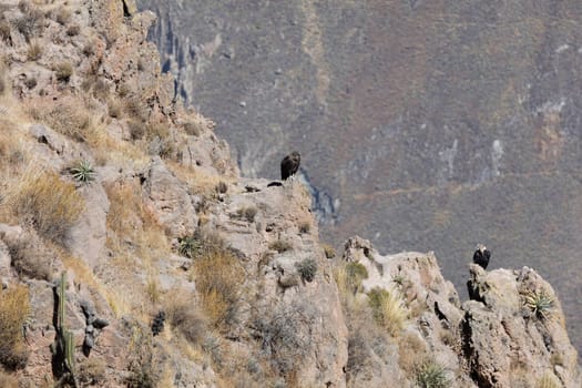 Condor flying above Colca canyon in Peru