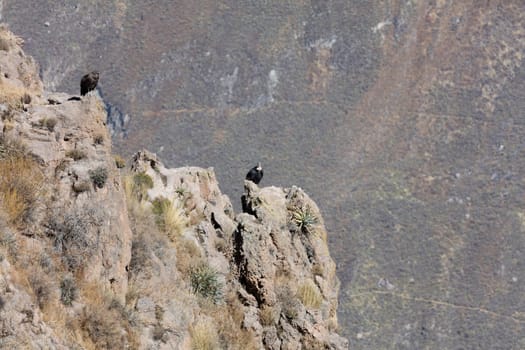 Condor flying above Colca canyon in Peru