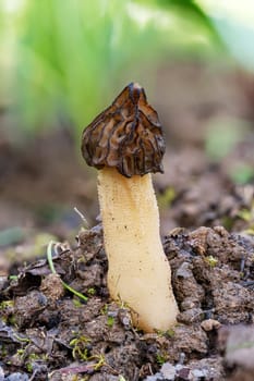 The Morel mushroom Morchella semilibera growing in the forest.