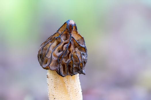 The Morel mushroom Morchella semilibera growing in the forest.