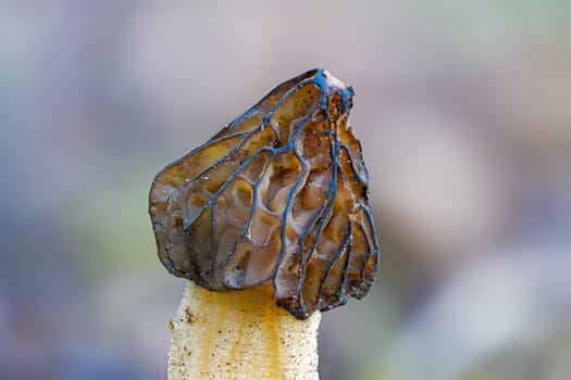 The Morel mushroom (Morchella semilibera) growing in the forest.