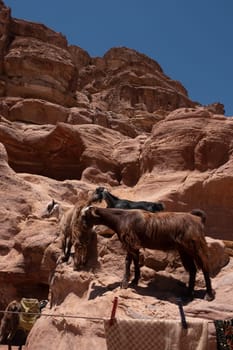 Ruins of Petra, World's UNESCO Heritage, Jordan