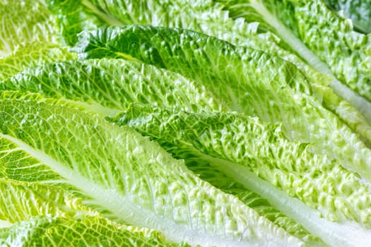 Fresh green romaine lettuce leaves close up